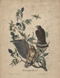 Breitflügelbussard, Lithographie von J.T. Bowen, 1840